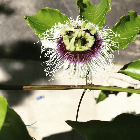 Lace & Lemon Tea Boutique - Picture 4 of 5